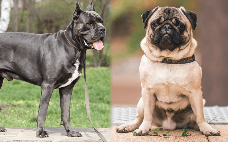 Cane Corso Pug