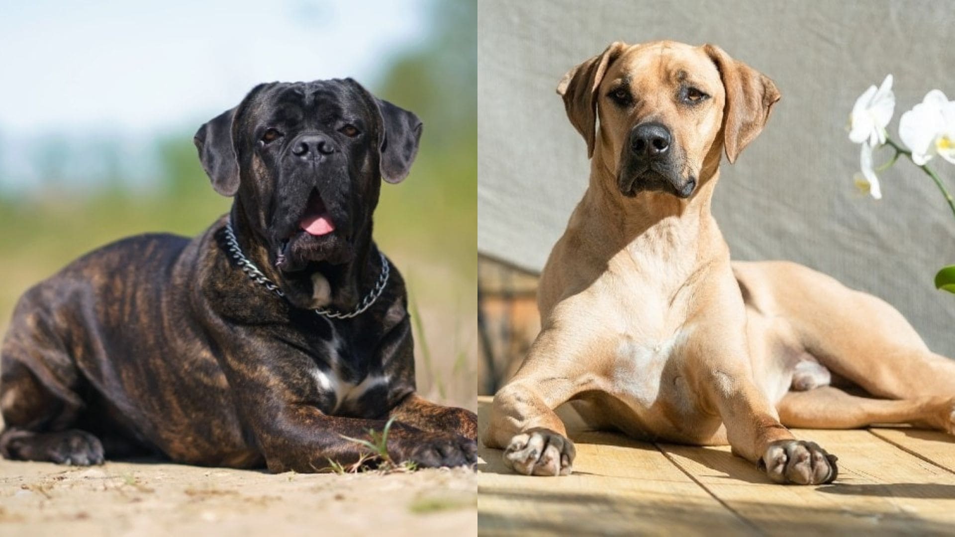 Cane Corso Rhodesian Ridgeback Mix