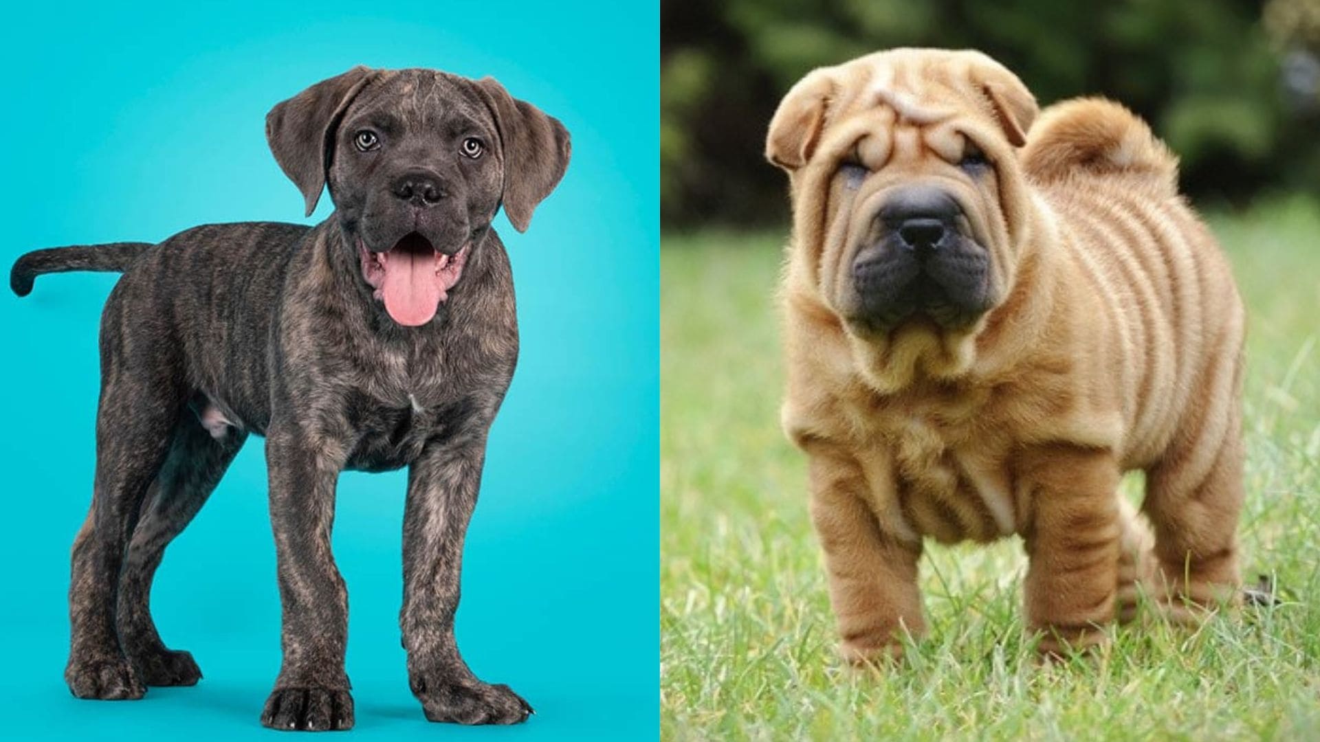 Cane Corso Shar-Pei Mix