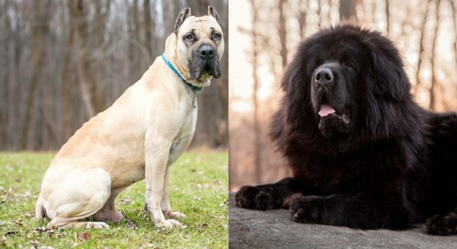 Cane Corso Tibetan Mastiff Mix Info, Pictures, Traits & Facts Hepper