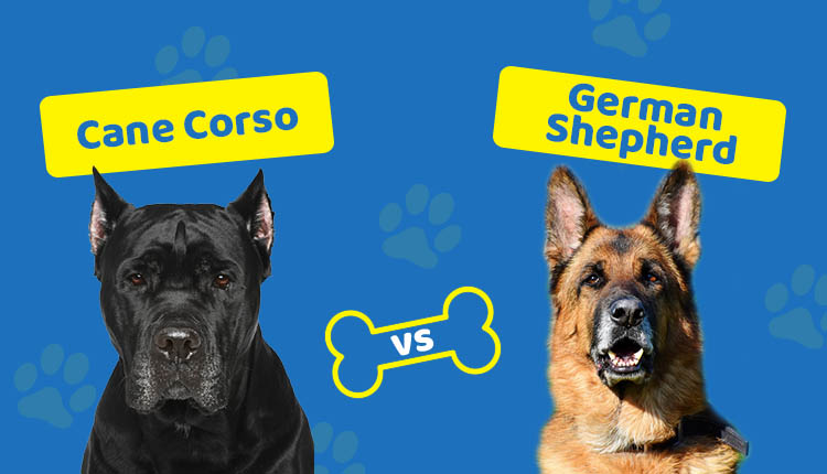 Cane Corso vs German Shepherd