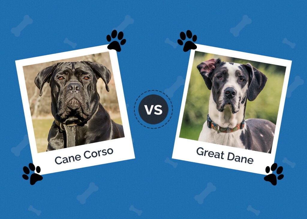 Cane Corso vs Great Dane