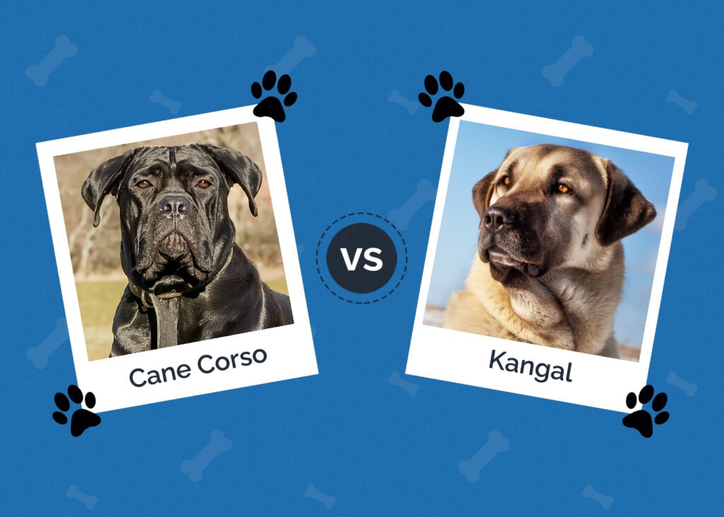 Cane Corso vs Kangal