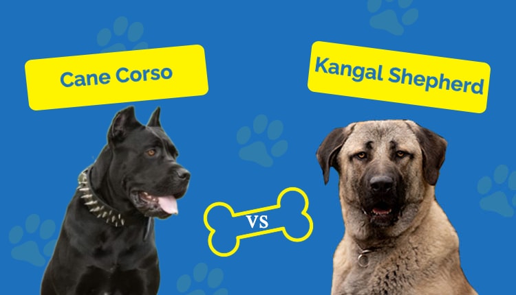 Cane Corso vs Kangal Shepherd FT