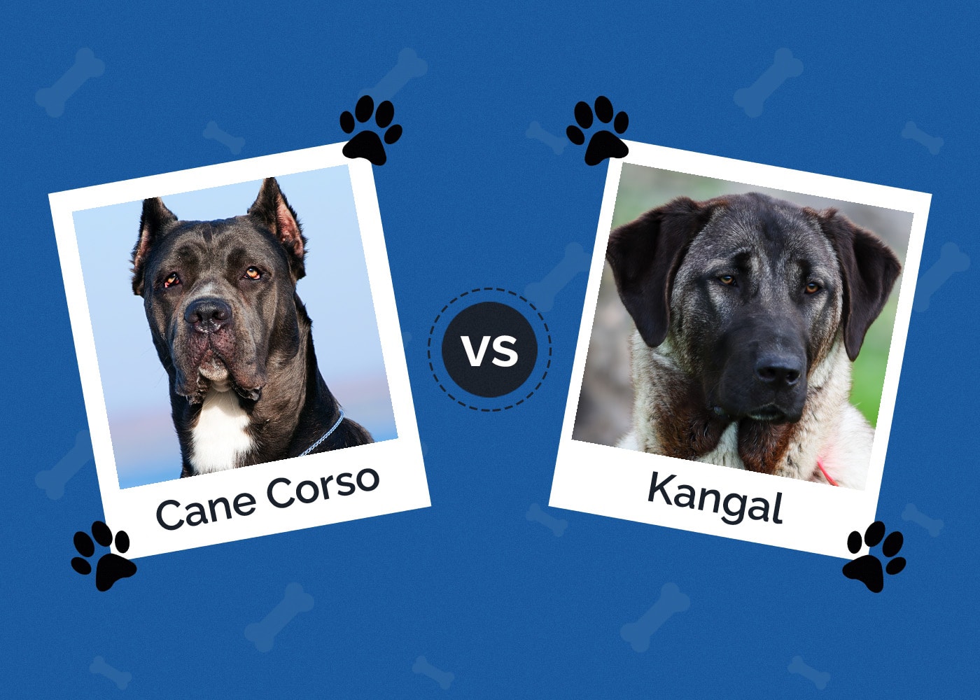 Cane Corso vs Kangal