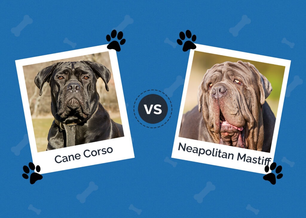Cane Corso vs Neapolitan Mastiff