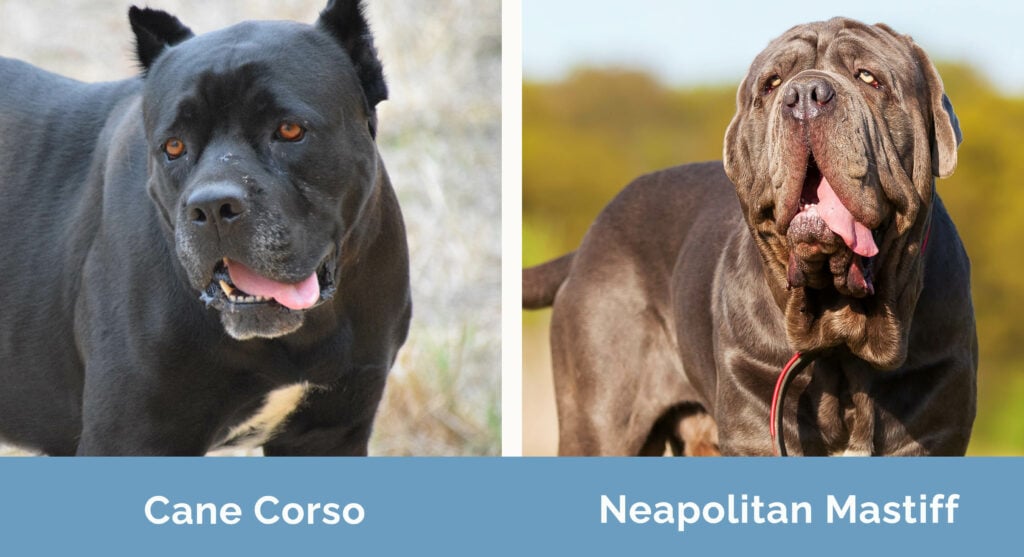 Cane Corso vs Neapolitan Mastiff side by side