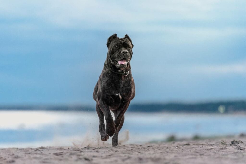Bãi biển Cane Corso