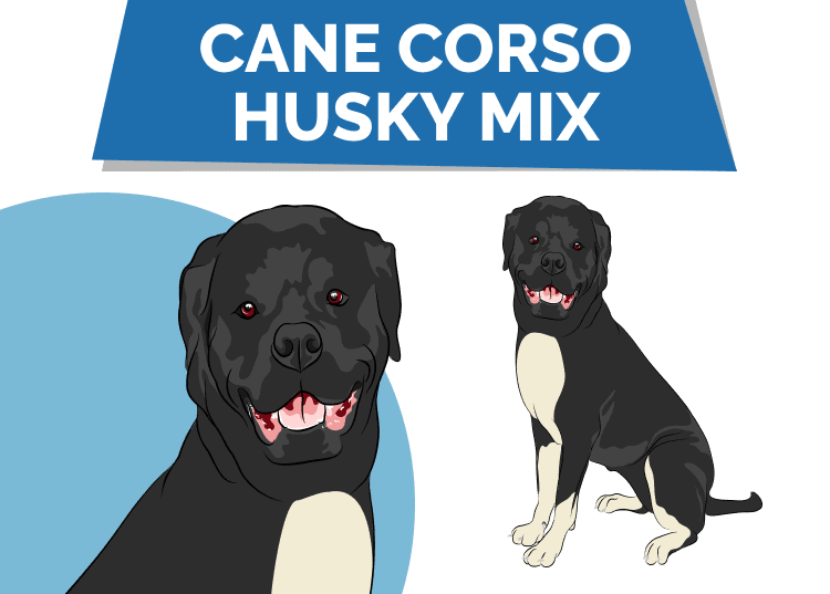 Corso Mix; Info, Pictures, Traits & Facts Hepper