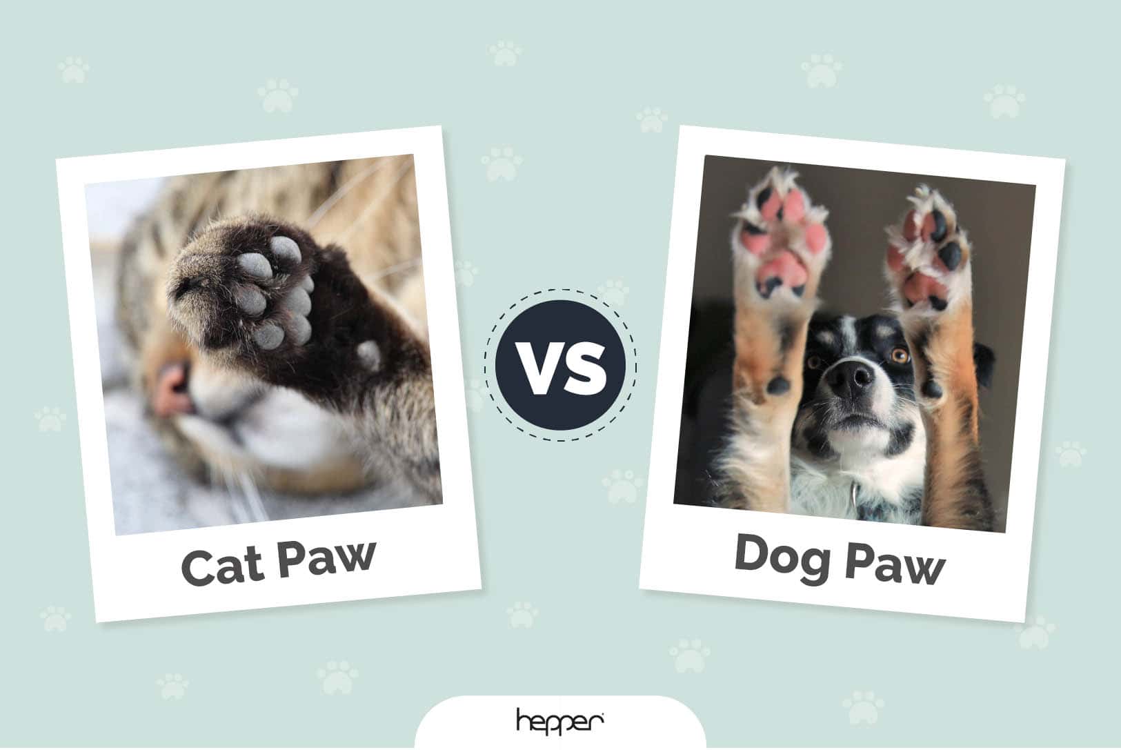 Cat Paw vs. Dog Paw: Vet-Reviewed Differences (With Pictures)