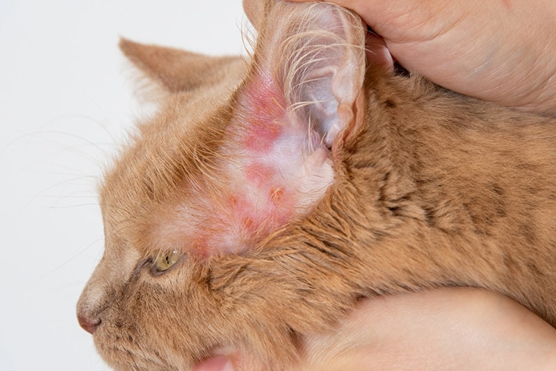 Cat Rash