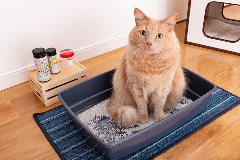 Phân tích nước tiểu cho mèo
