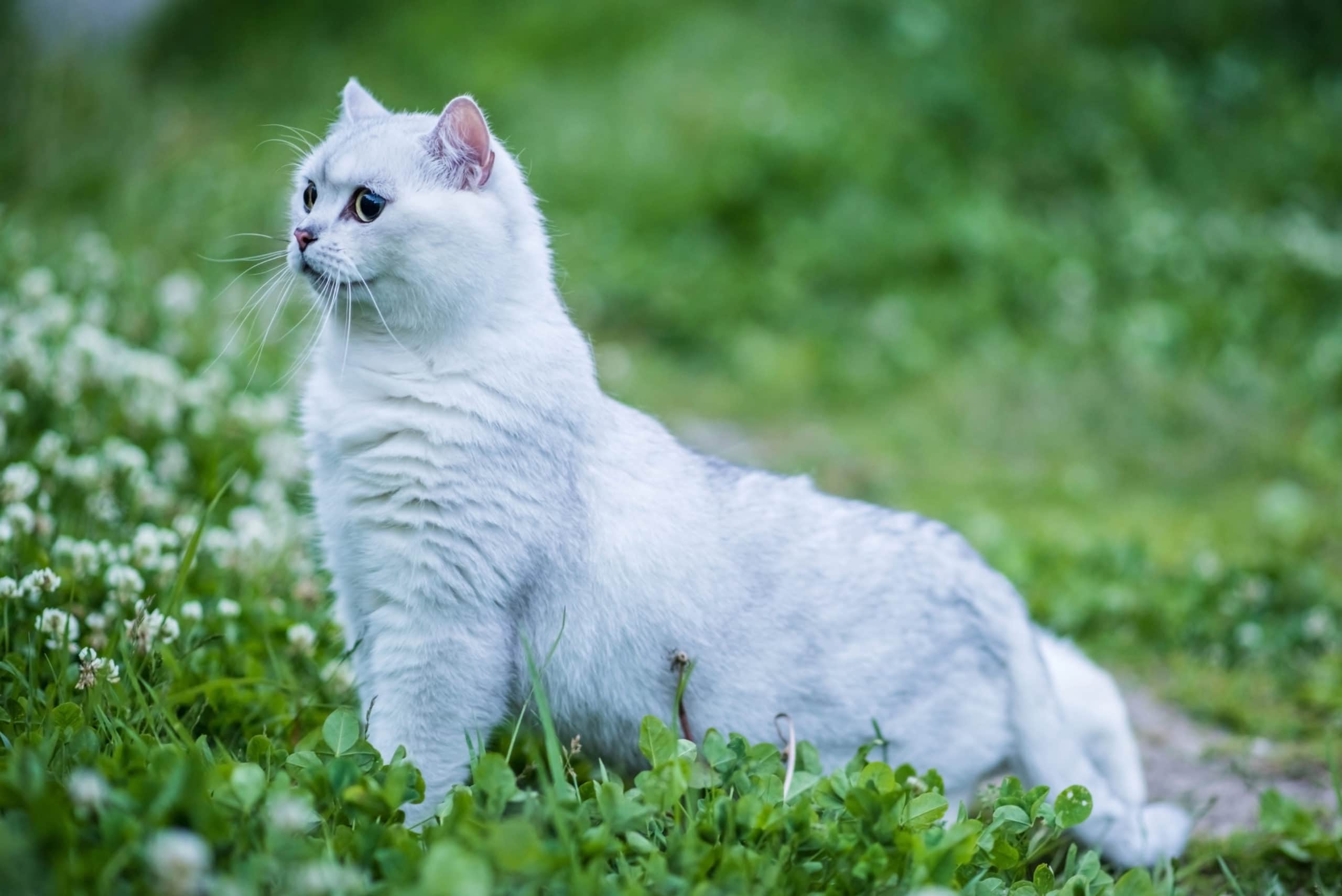 Chinchilla white British Shorthair cat