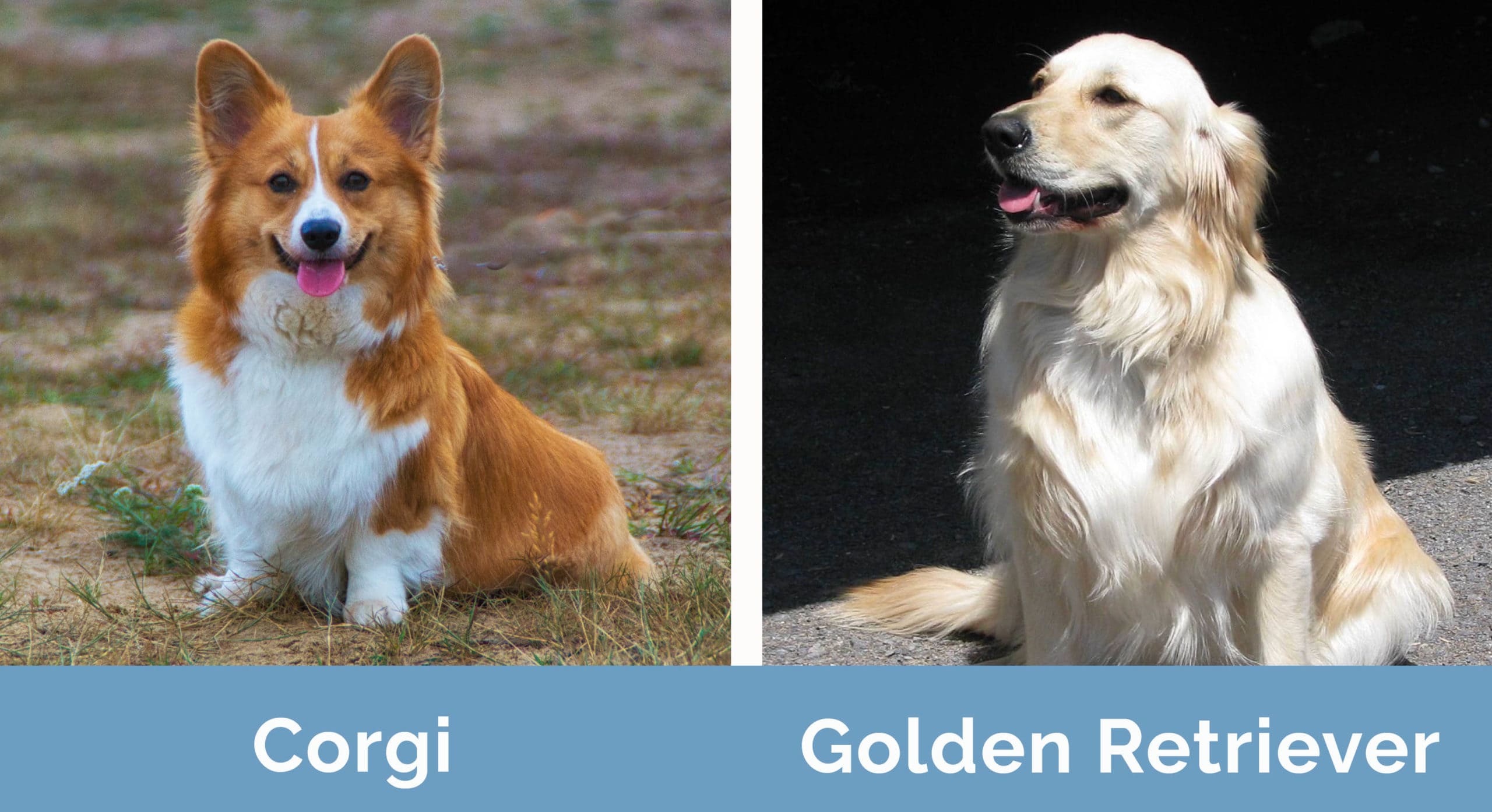 Corgi vs Golden Retriever side by side