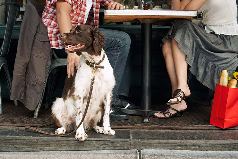 Couple sitting with dog at restaurant