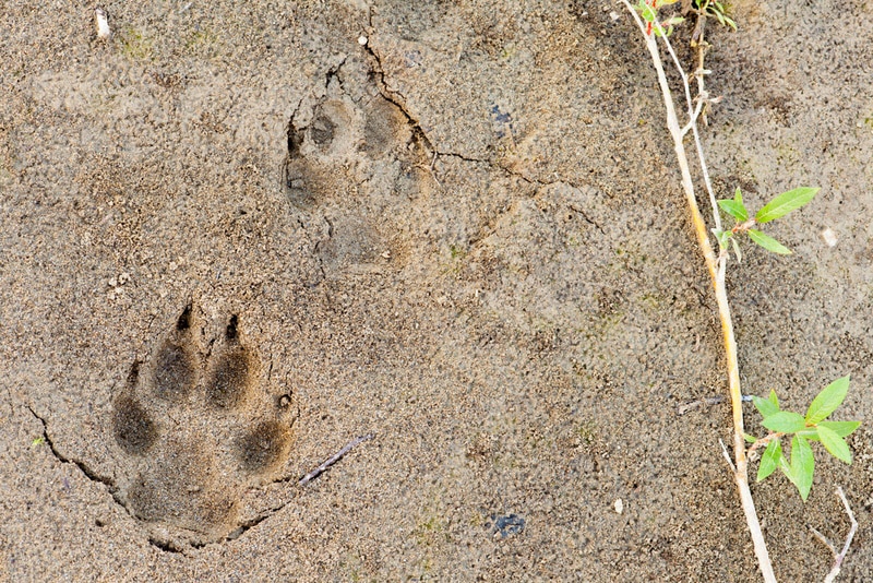 Coyote tracks in the dirt