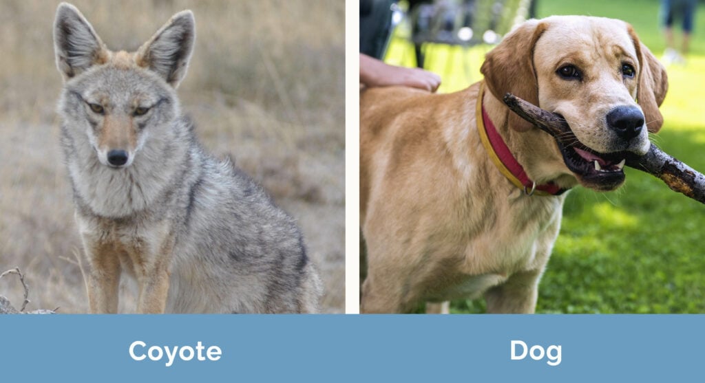 Coyote vs Dog side by side