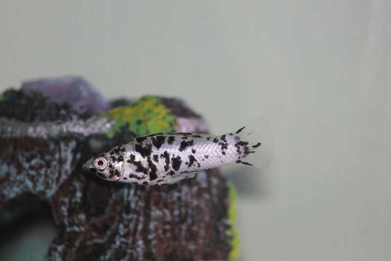 Dalmatian Mollies