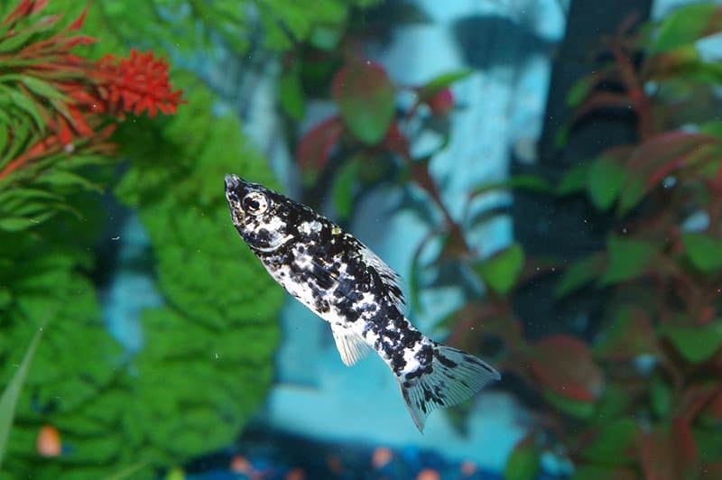 Dalmation molly fish care sale