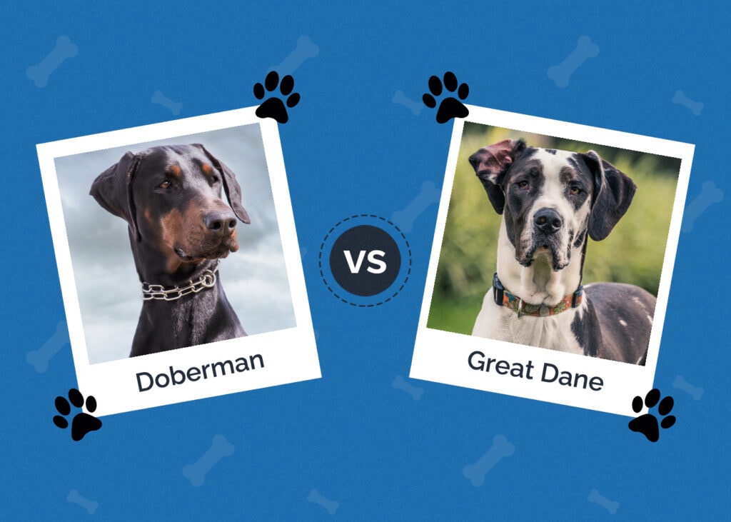 Doberman vs Great Dane