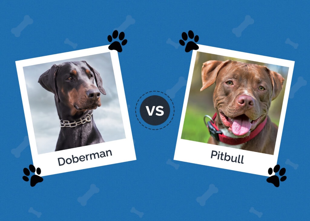 Doberman vs Pitbull