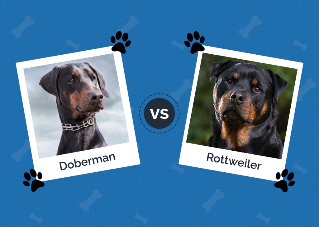 Doberman vs Rottweiler