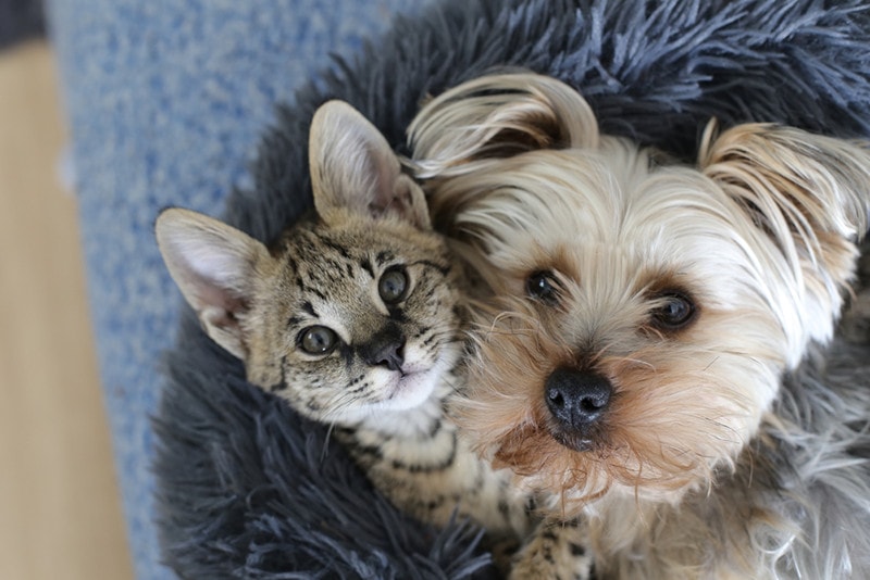 Dog and Savannah cat with together in bed