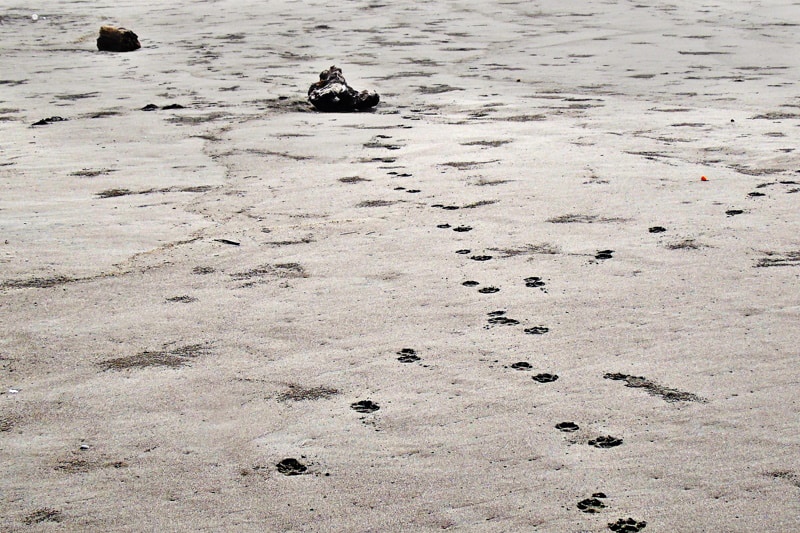 Coyote Tracks In Sand