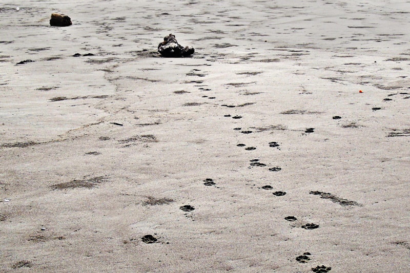 Dog tracks in the sand