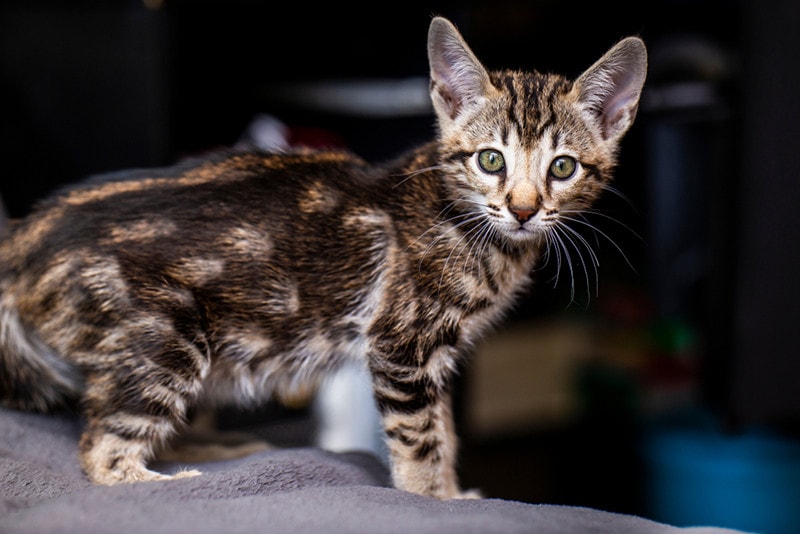Buy Savannah Kittens, F1-F4 Savannah Kittens For Sale
