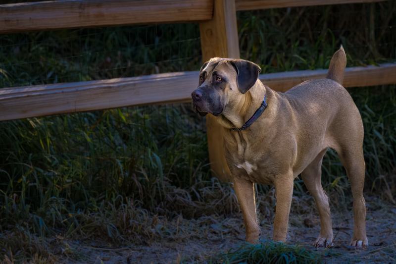 Fawn Cane Corso standing infornt of a wood fence