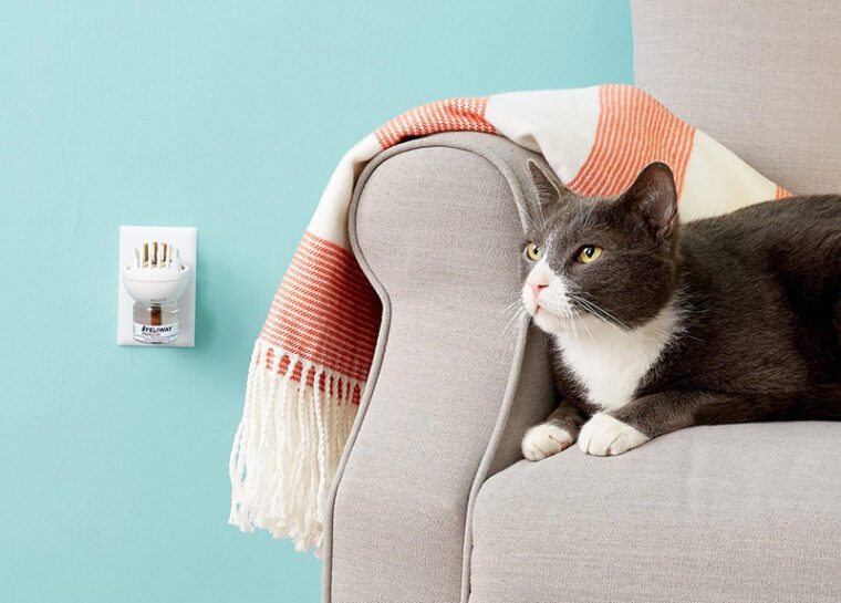 6 Best Pheromone Diffusers for Cats 2024 Reviews & Top Picks Hepper