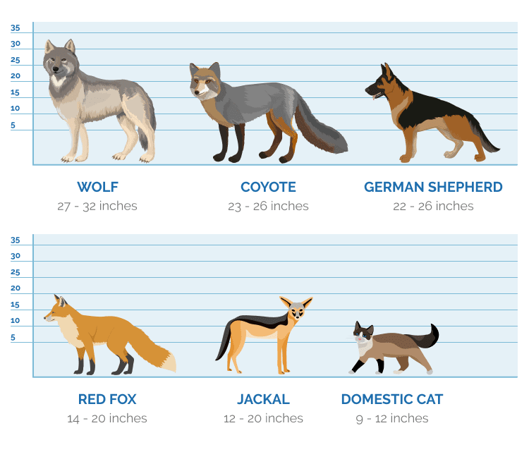 How Big Are Coyotes Compared To Dogs? Size Chart & Key Differences | Hepper