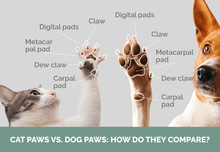 HEP_Cat_Paws_vs._Dog_Paws__How_Do_They_Compare_ (1)