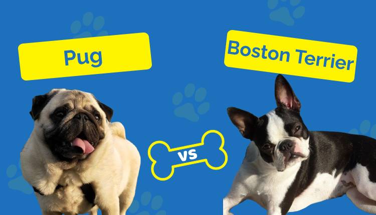 Pug VS Boston Terrier