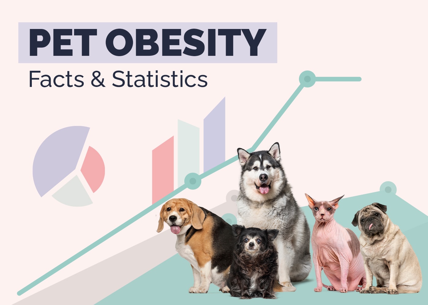 Pet Obesity Facts and Statistics