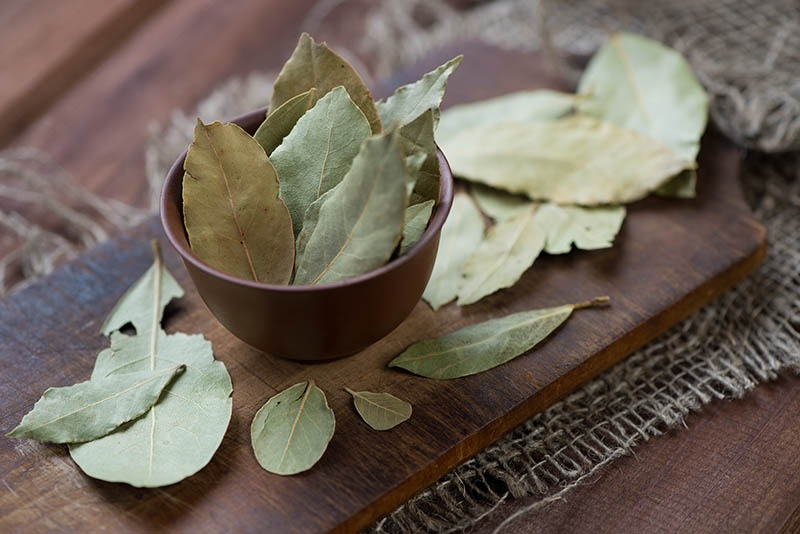 Herbs and spices bay leaf