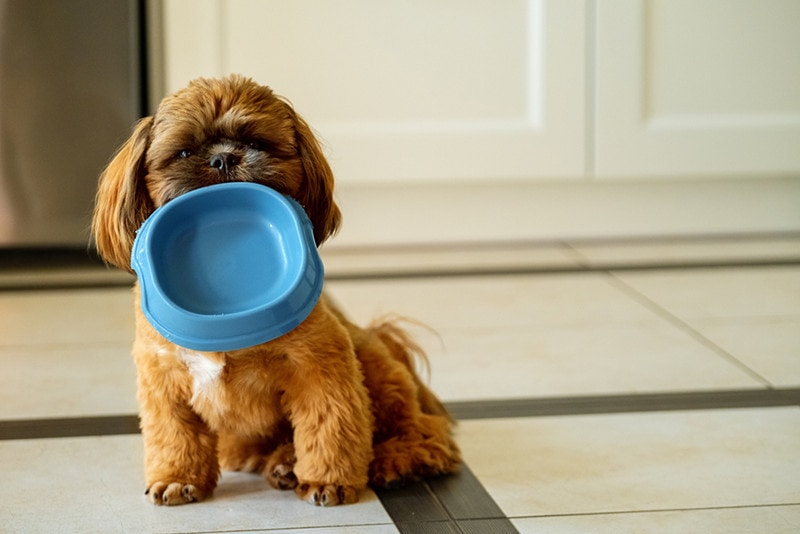 Hungry Shih Tzu puppy holding an empty bowl