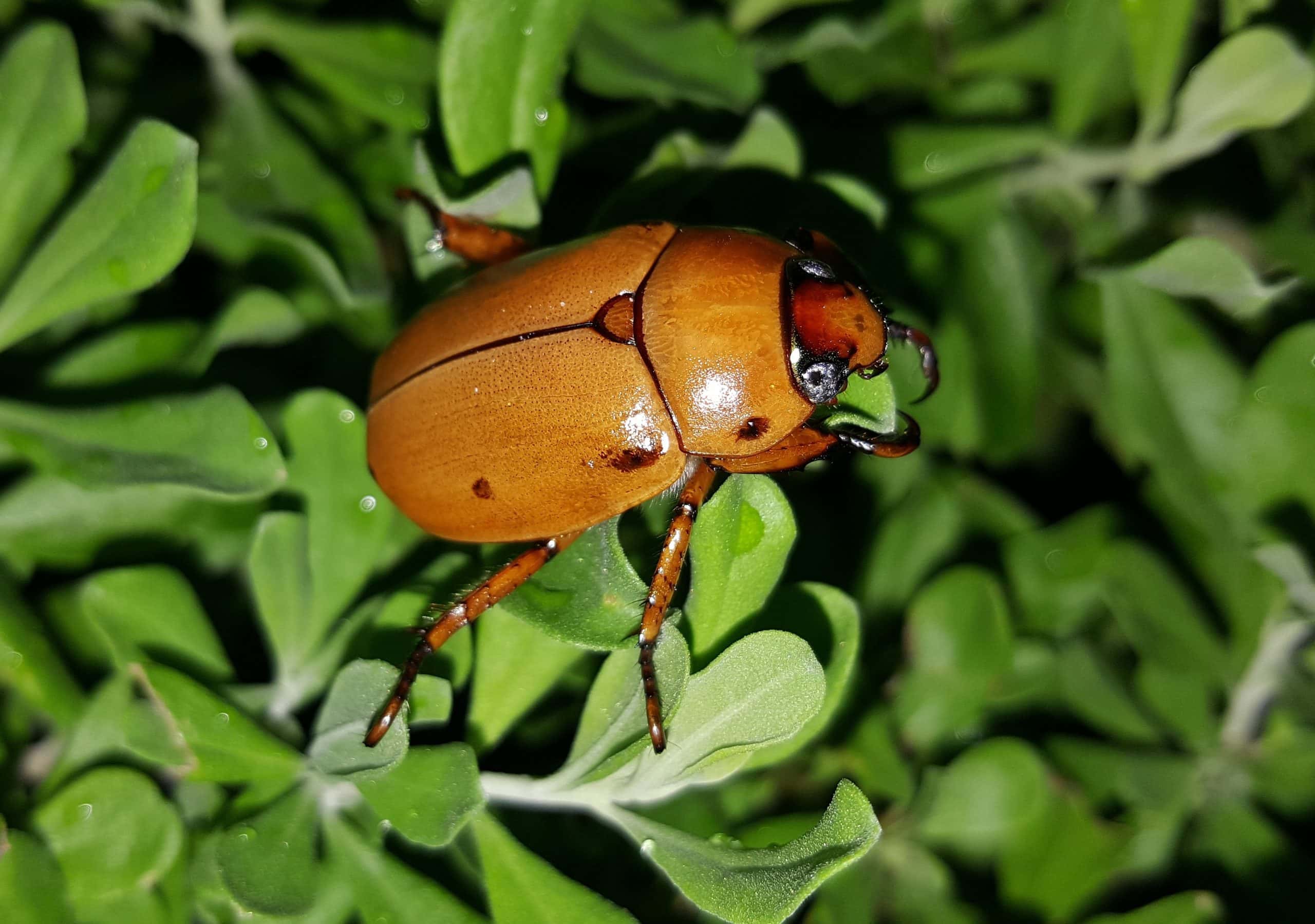 Dog eating deals june bugs