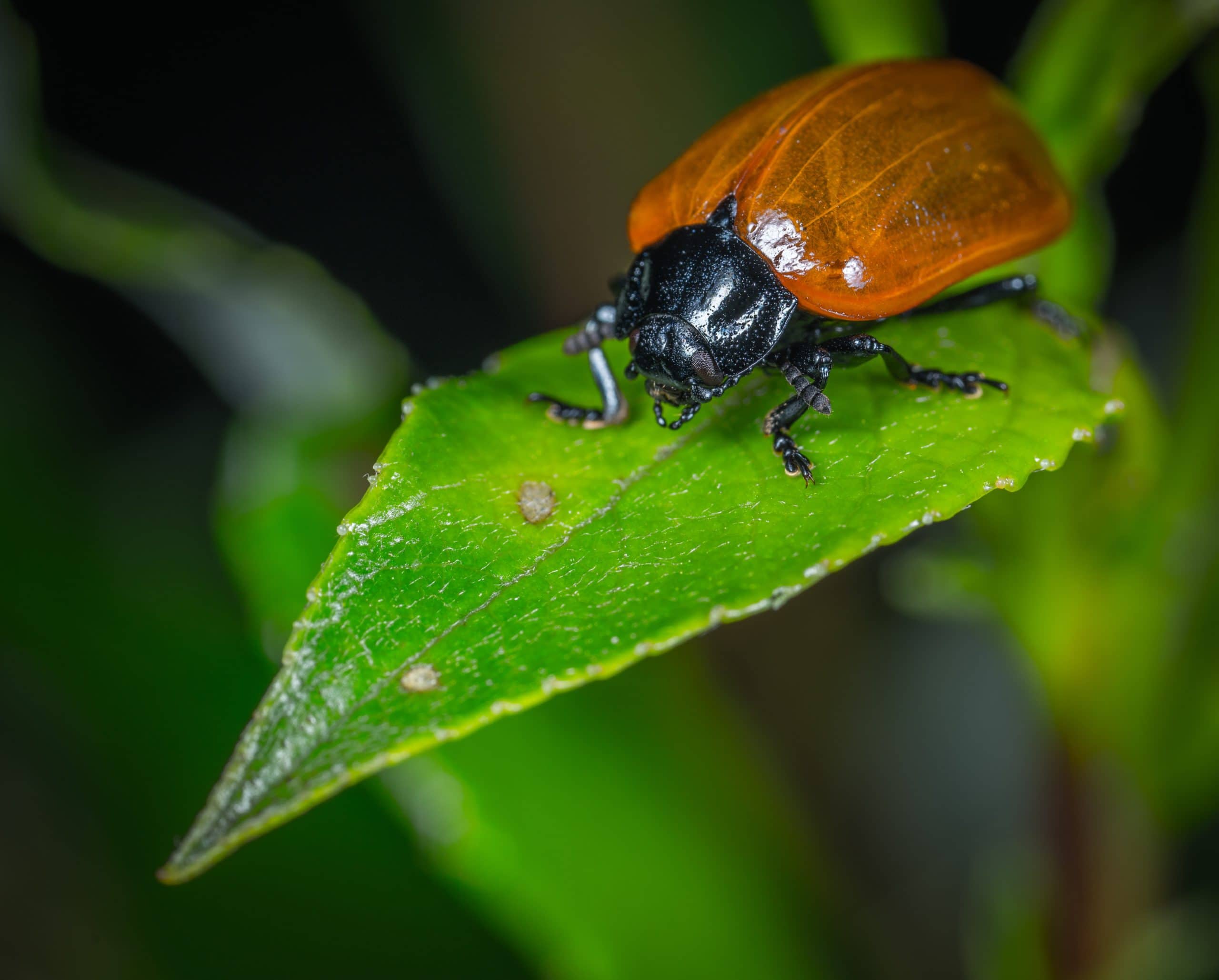 My Dog Ate a June Bug Will They Get Sick Hepper