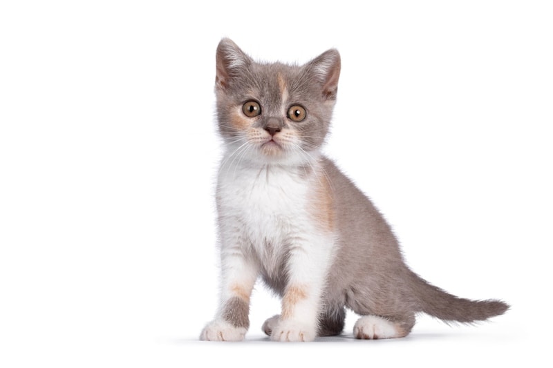 Lilac tortoiseshell kitten on white background