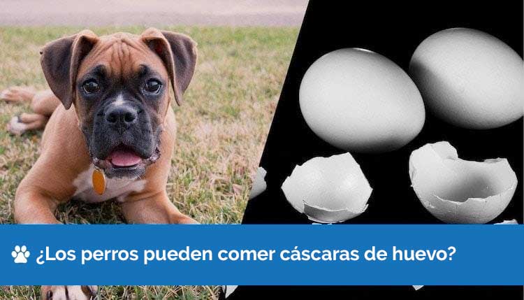 Los perros pueden comer cáscaras de huevo