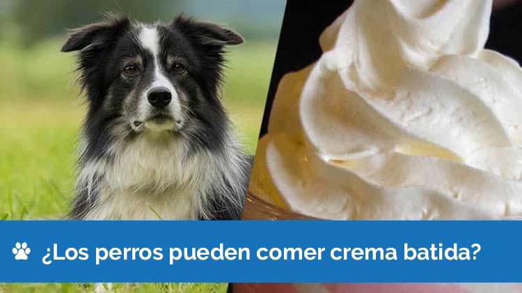 Los perros pueden comer crema batida