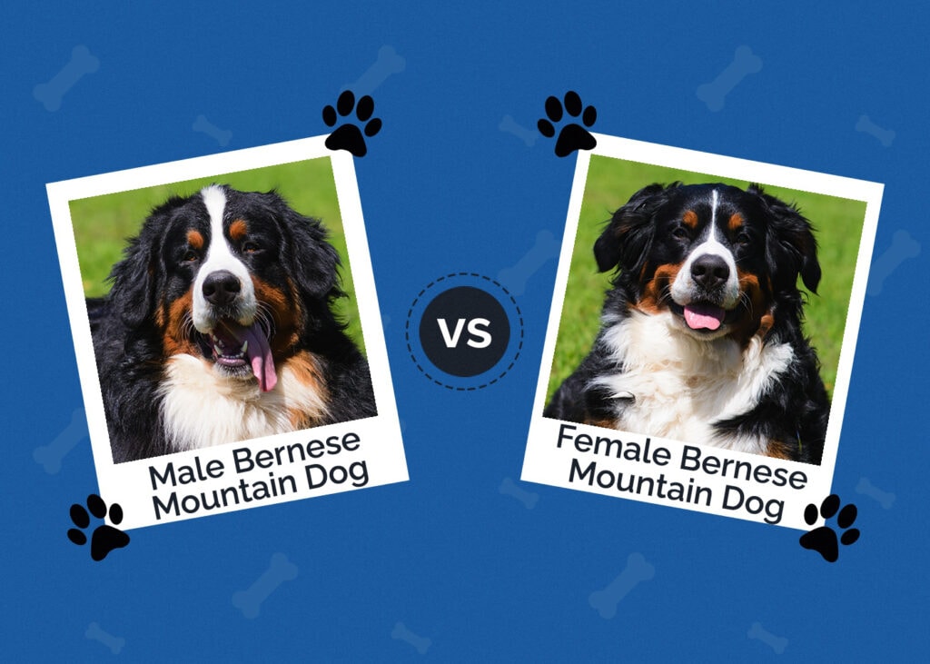 Male vs Female Bernese Mountain Dog