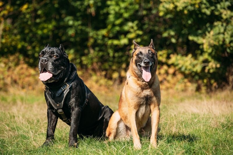 Red Malinois and black cane corso outside on grass