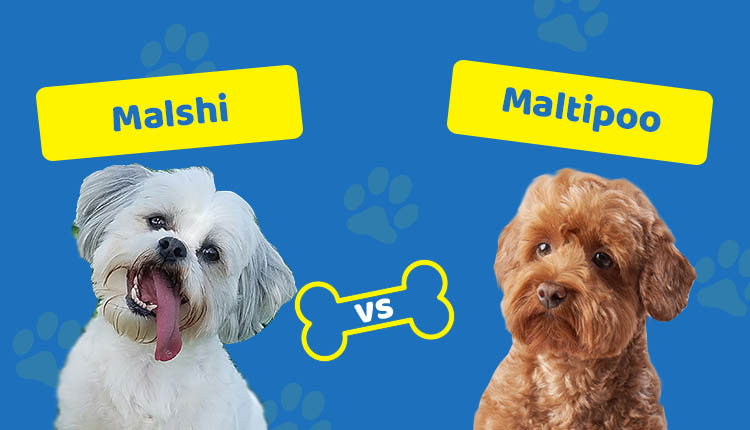 Malshi vs Maltipoo