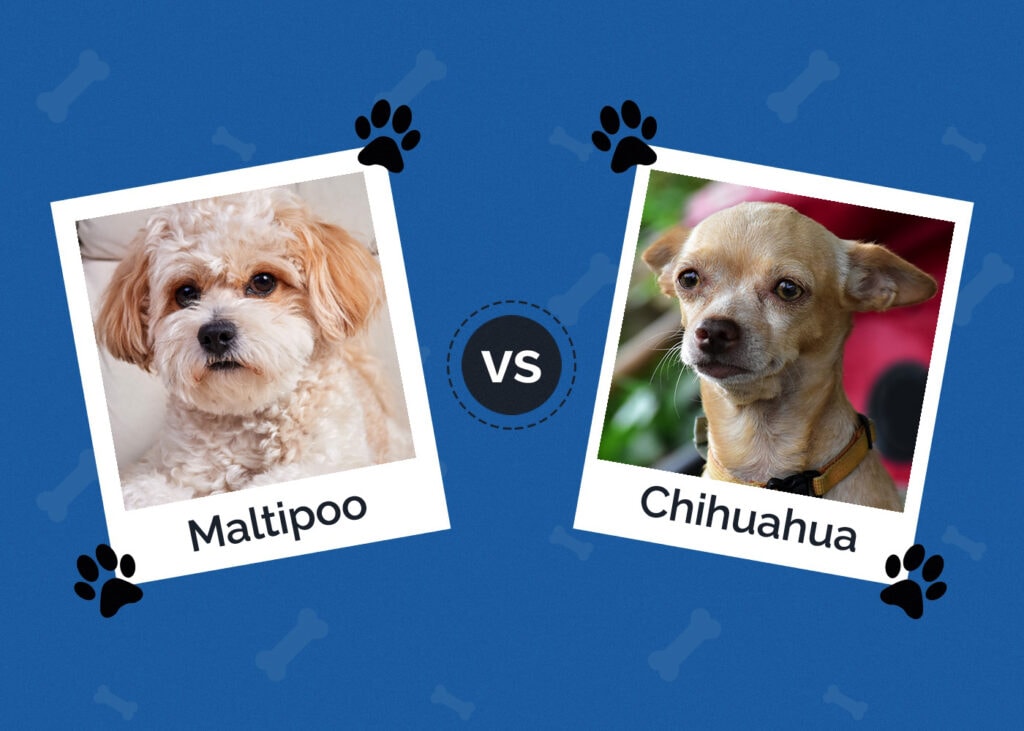 Maltipoo vs Chihuahua