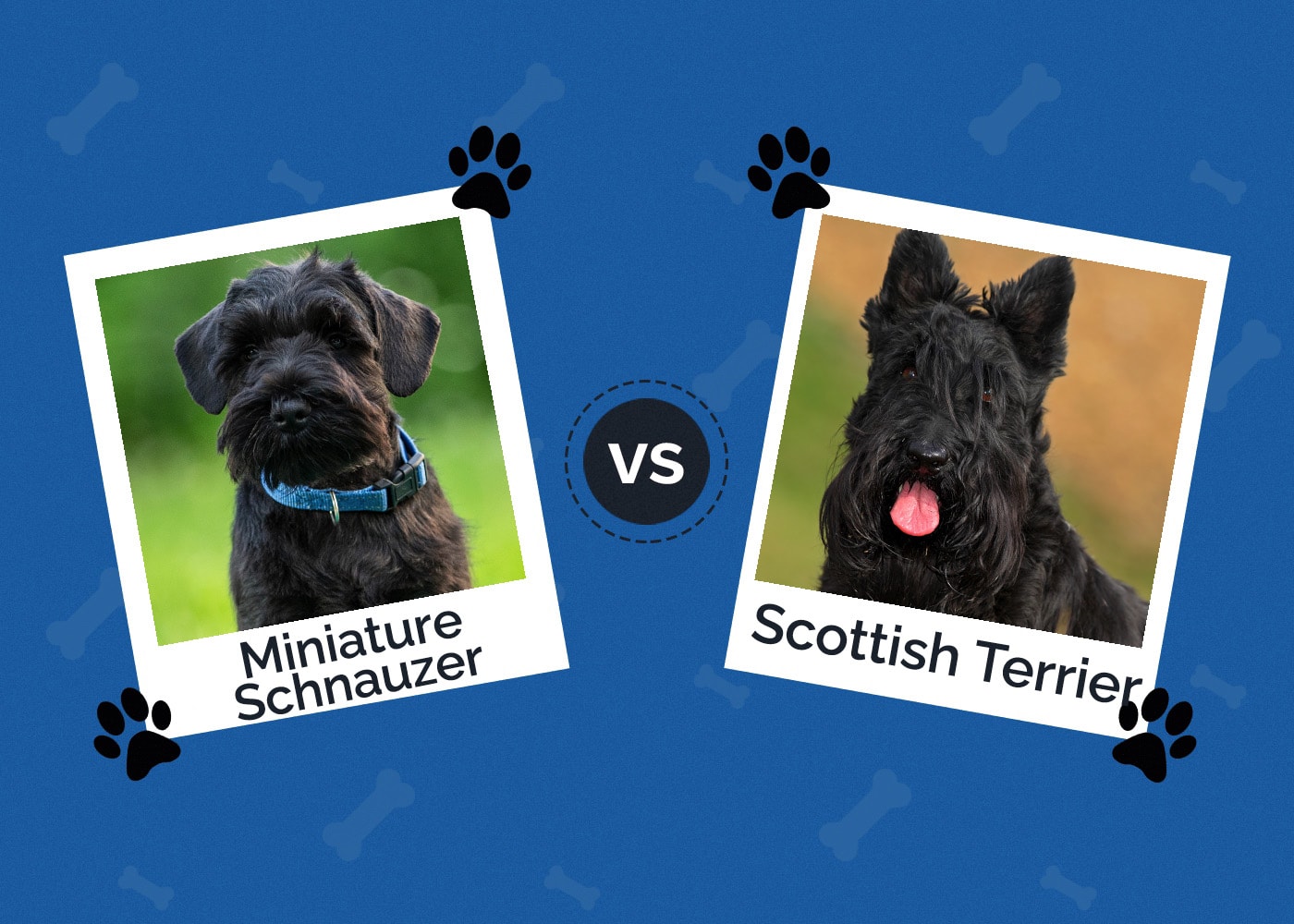 Miniature Schnauzer vs Scottish Terrier