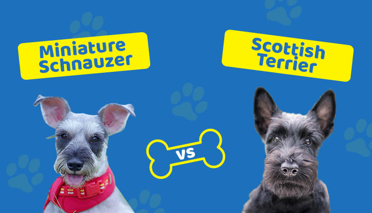 Miniature Schnauzer vs Scottish Terrier