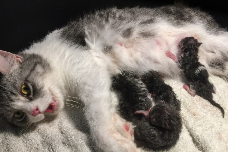 Mother cat panting after giving birth